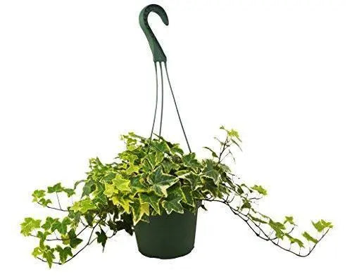 English Ivy Gold Child HouseplantExperience.com