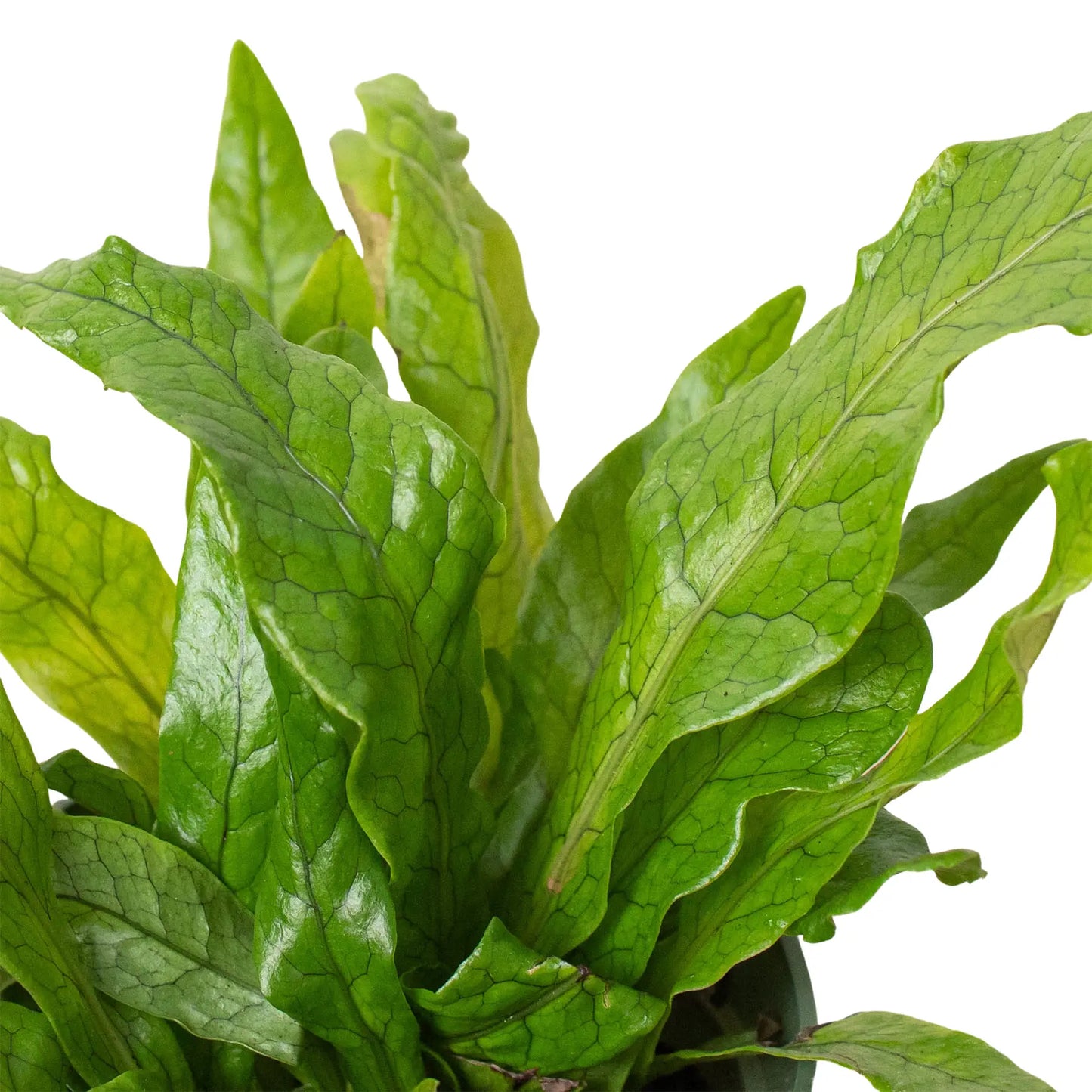 Fern 'Crocodile' Fern, Crocodile Fern, Microsorum Musifolium, HouseplantExperience.com