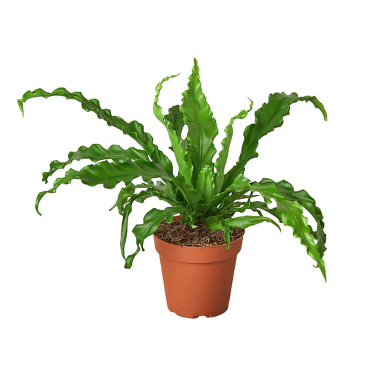 Fern Bird’s Nest 'Victoria' Fern Bird’s Nest 'Victoria' HouseplantExperience.com