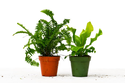 Fern Combo (4-Plants) Fern Combo (4-Plants) HouseplantExperience.com