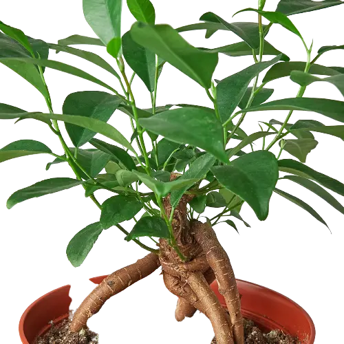 Ficus Ginseng Ficus Ginseng HouseplantExperience.com