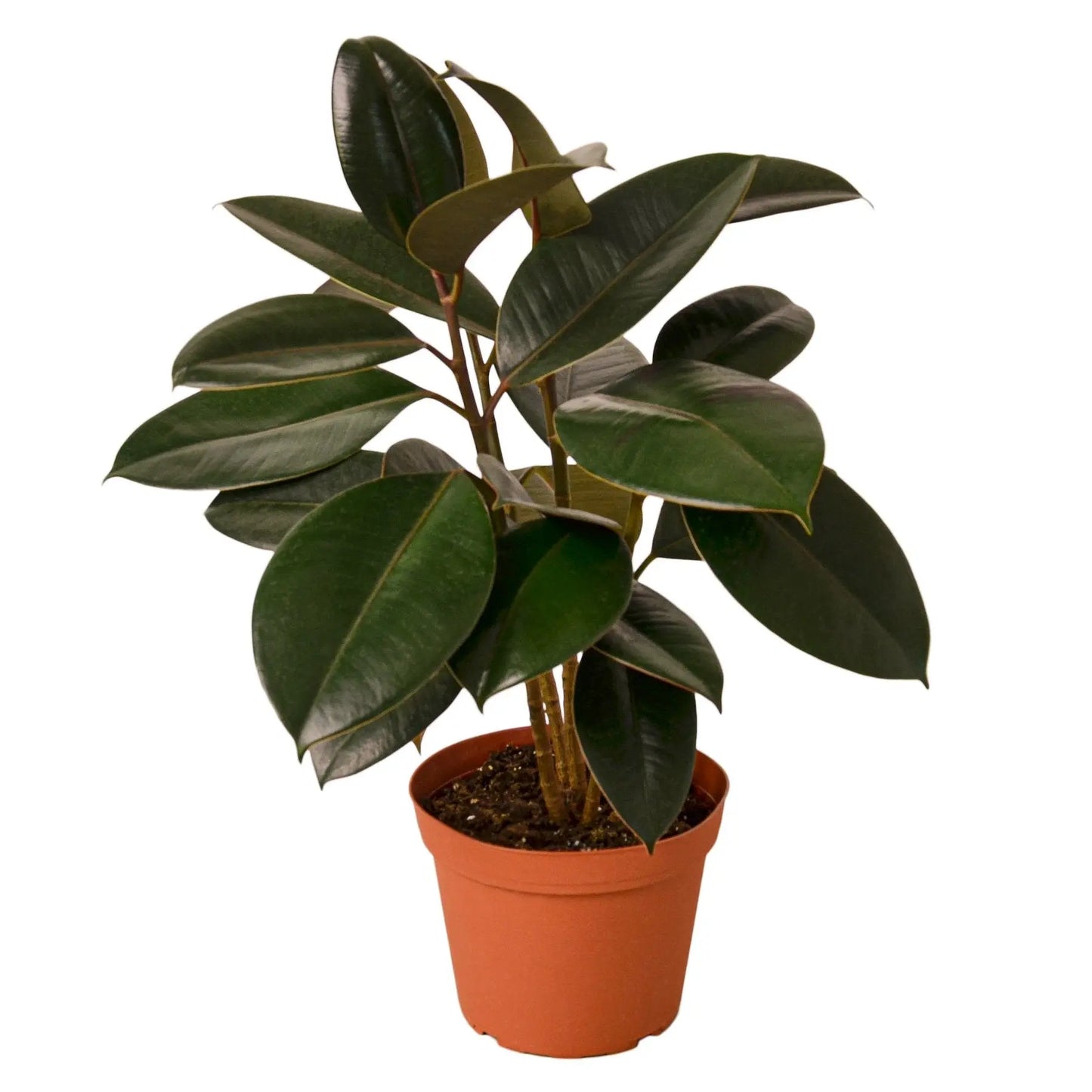 Ficus Elastica 'Burgundy' HouseplantExperience.com