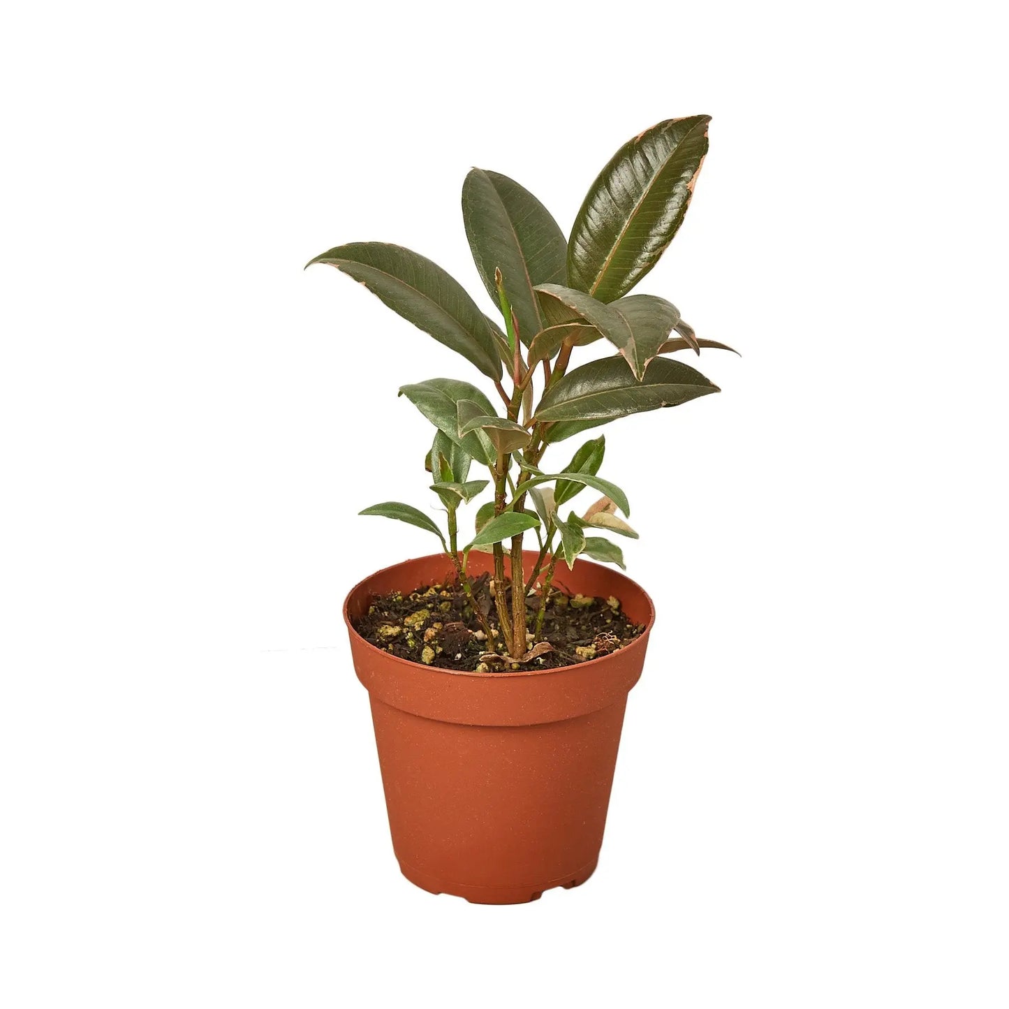 Ficus Elastica 'Tineke' HouseplantExperience.com