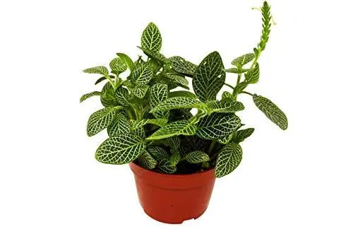 Fittonia White Nerve Plant Fittonia White Nerve Plant HouseplantExperience.com