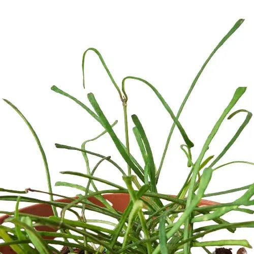 Hoya 'Grass Leafed' Hoya 'Grass Leafed' HouseplantExperience.com