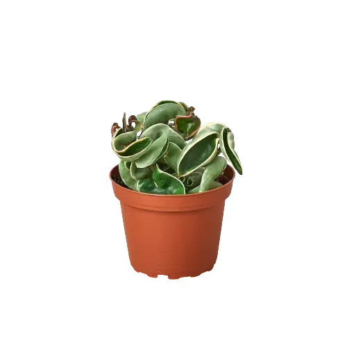 Hoya 'Rope Plant' Variegated Hoya 'Rope Plant' Variegated HouseplantExperience.com