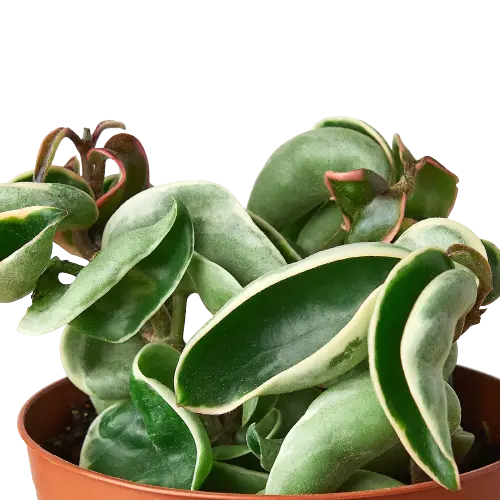 Hoya 'Rope Plant' Variegated Hoya 'Rope Plant' Variegated HouseplantExperience.com