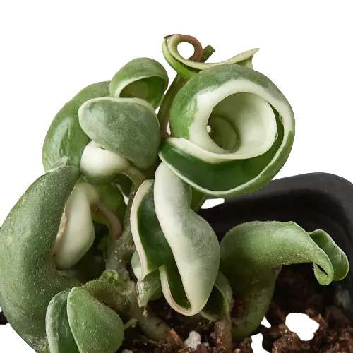 Hoya 'Rope Plant' Variegated Hoya 'Rope Plant' Variegated HouseplantExperience.com