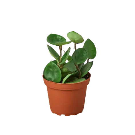 Hoya Carnosa 'Chelsea' HouseplantExperience.com