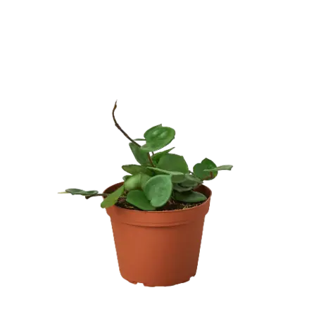 Hoya Carnosa 'Chelsea' HouseplantExperience.com