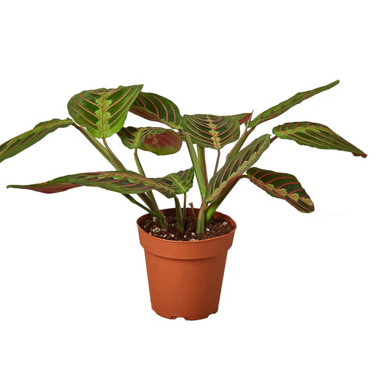 Maranta Red Prayer HouseplantExperience.com