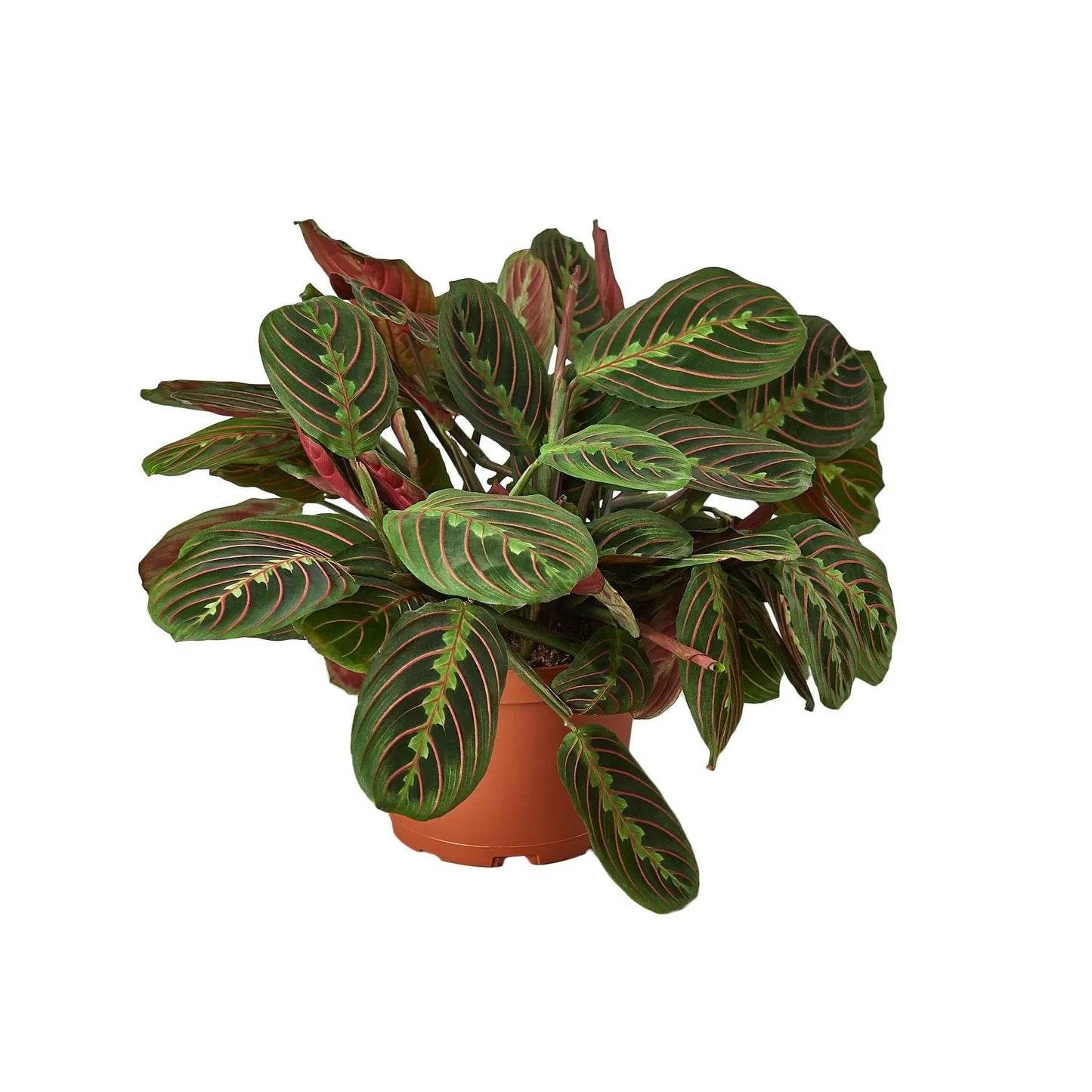 Maranta Red Prayer HouseplantExperience.com