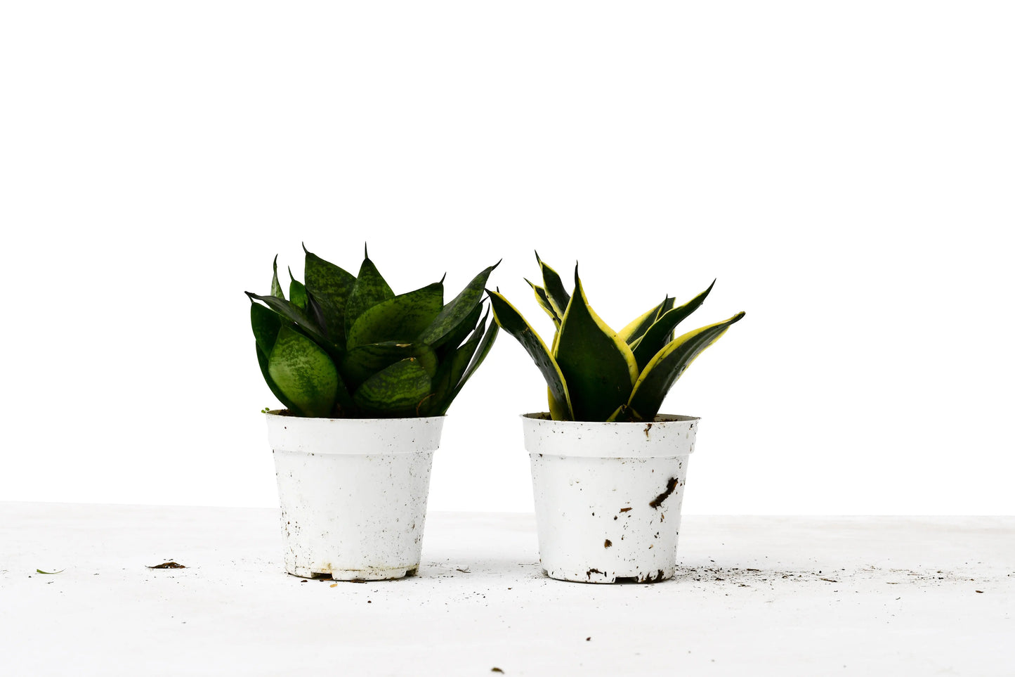 Mini Snake Combo (2-Plants) Mini Snake Combo (2-Plants) HouseplantExperience.com