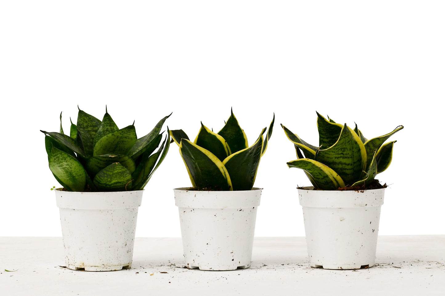 Mini Snake Combo (2-Plants) Mini Snake Combo (2-Plants) HouseplantExperience.com