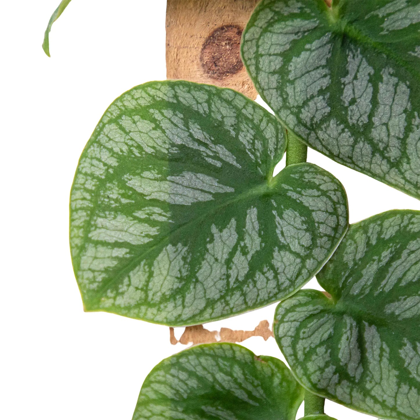 Monstera 'Dubia' Monstera 'Dubia' ***RARE*** HouseplantExperience.com