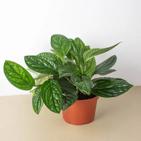 Monstera Peru Monstera Peru HouseplantExperience.com