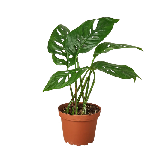 Monstera Adansonii 'Swiss Cheese' HouseplantExperience.com