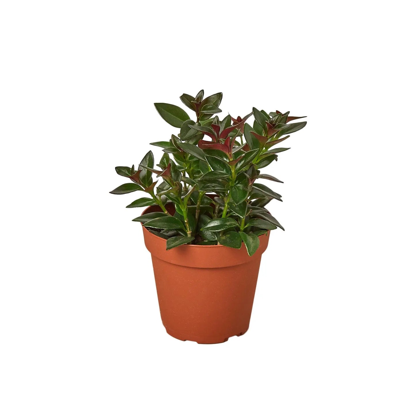 Nematanthus Black Goldfish Plant Nematanthus Black Goldfish Plant HouseplantExperience.com