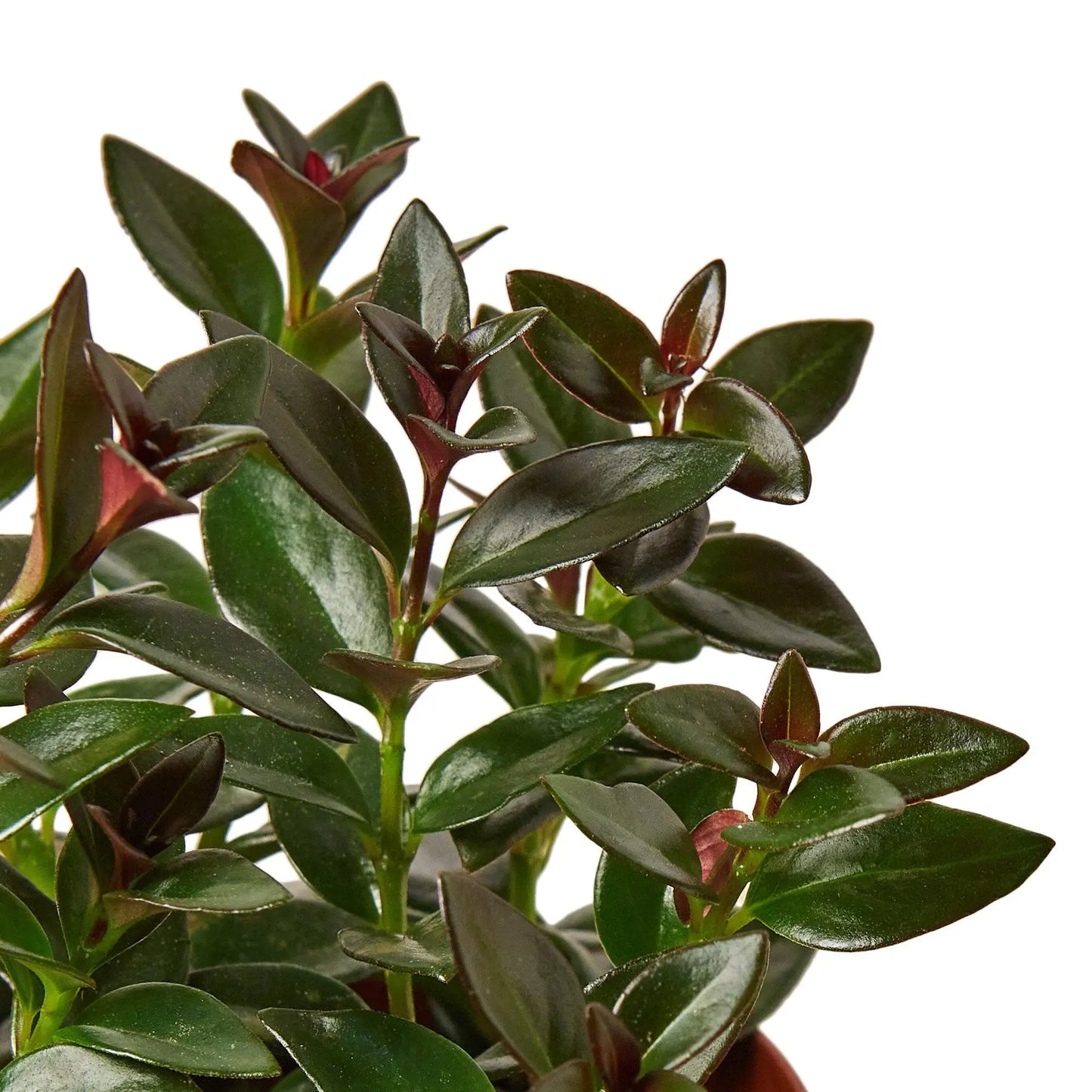Nematanthus Black Goldfish Plant Nematanthus Black Goldfish Plant HouseplantExperience.com