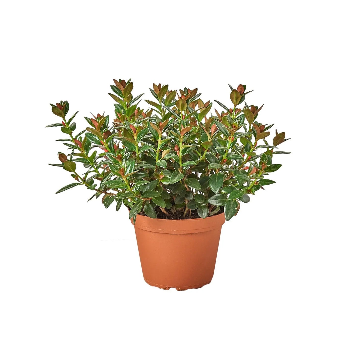 Nematanthus Black Goldfish Plant Nematanthus Black Goldfish Plant HouseplantExperience.com