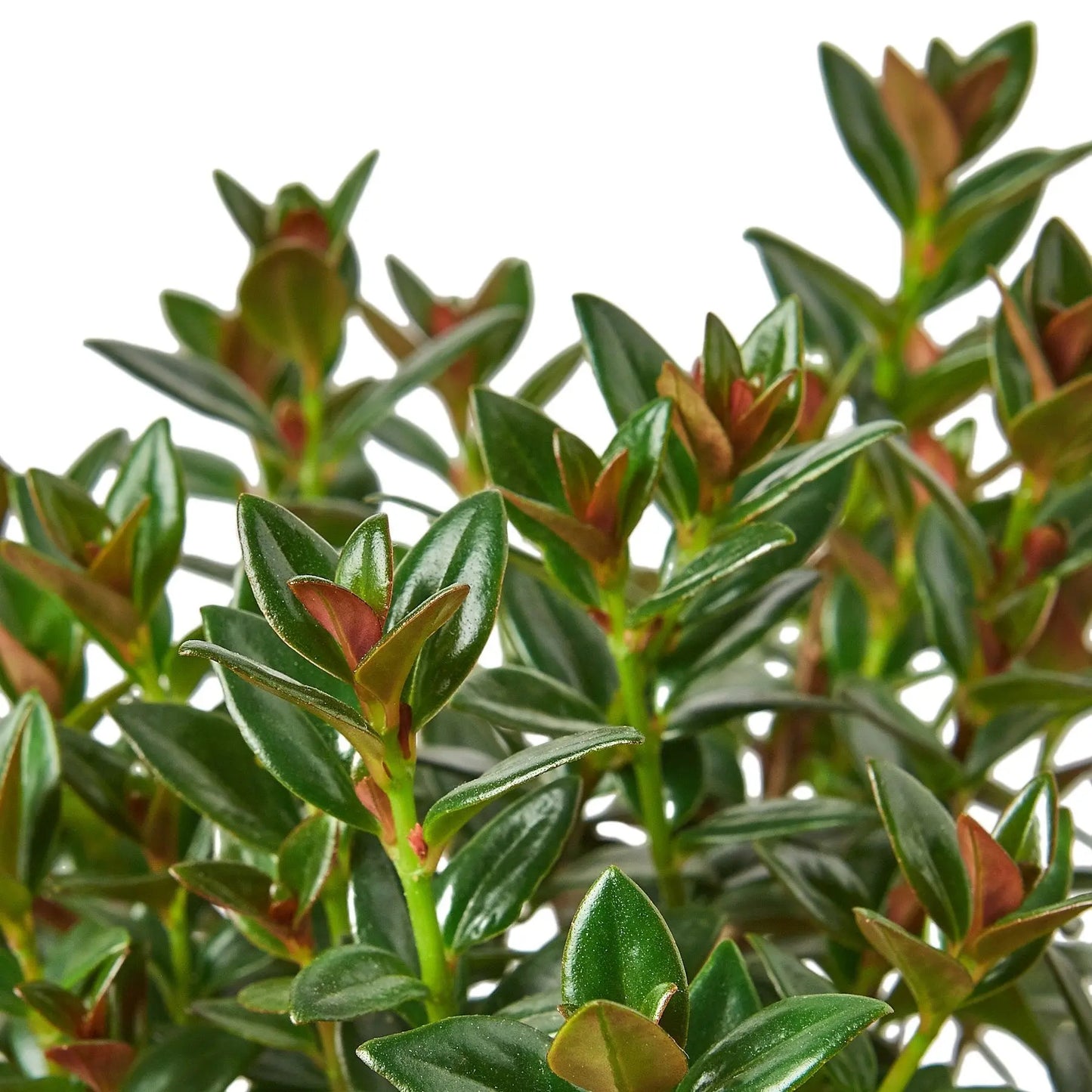 Nematanthus Black Goldfish Plant Nematanthus Black Goldfish Plant HouseplantExperience.com