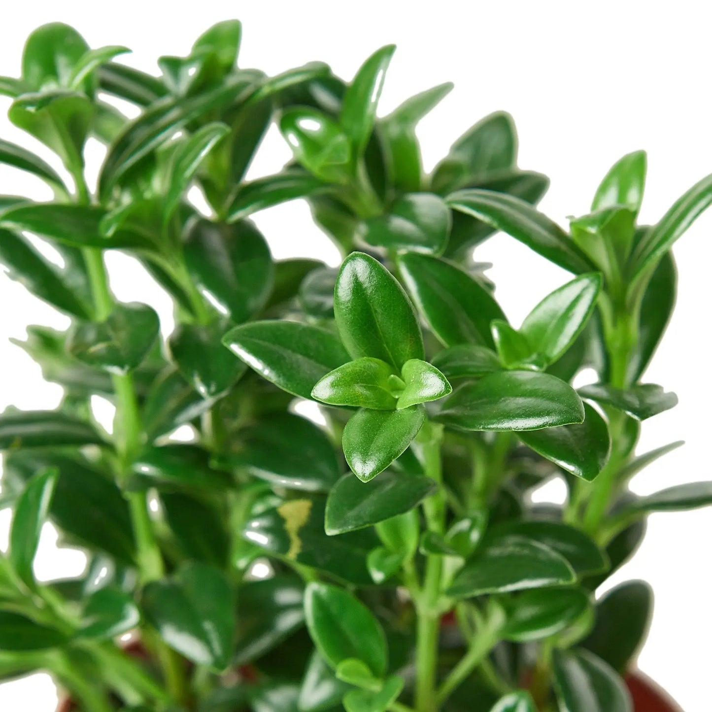 Nemetanthus Candy Corn Plant HouseplantExperience.com