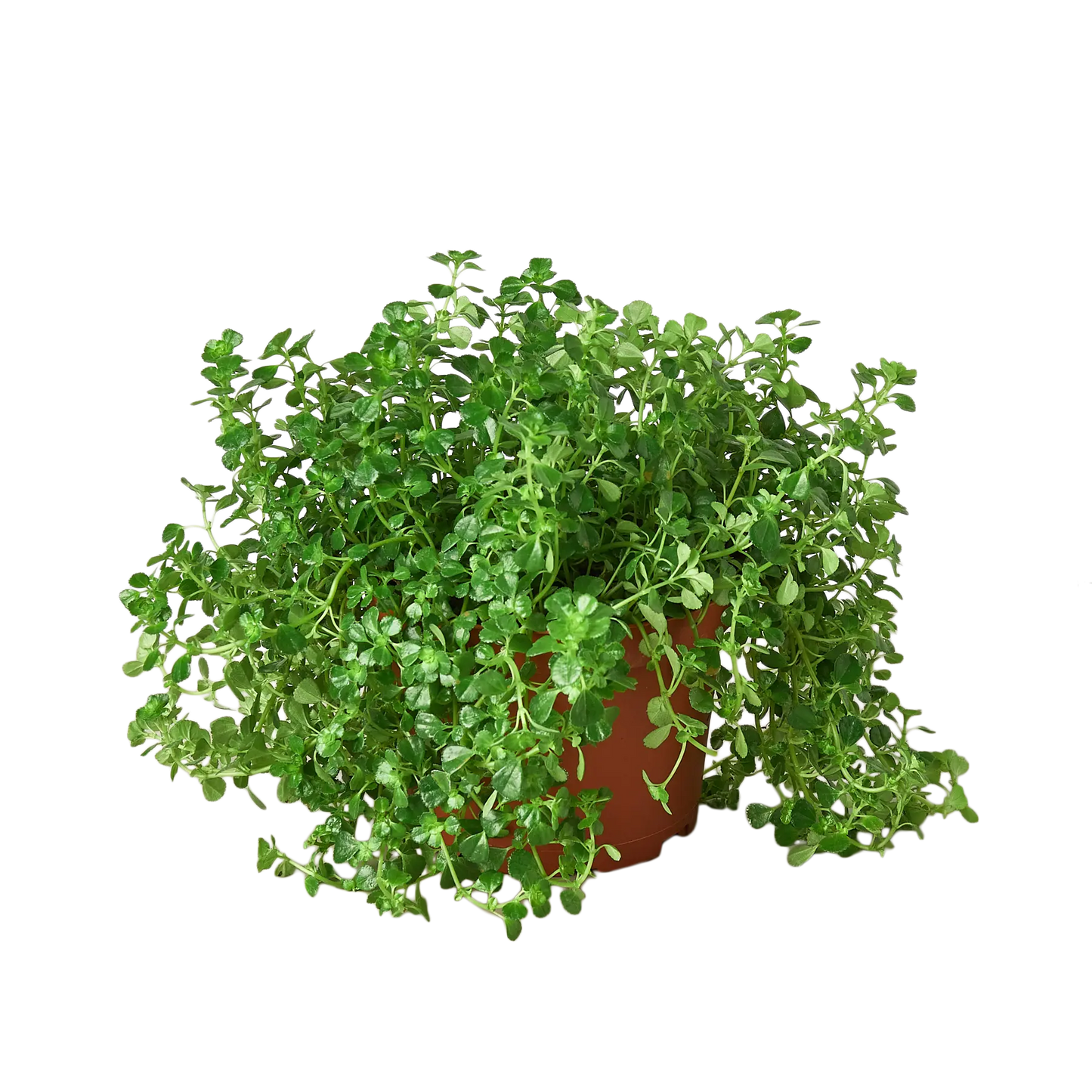 Nettle Baby's Tear Nettle Baby's Tear HouseplantExperience.com