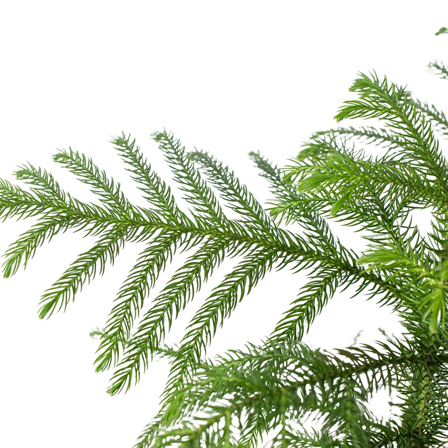 Norfolk 'Island Pine' Tree HouseplantExperience.com