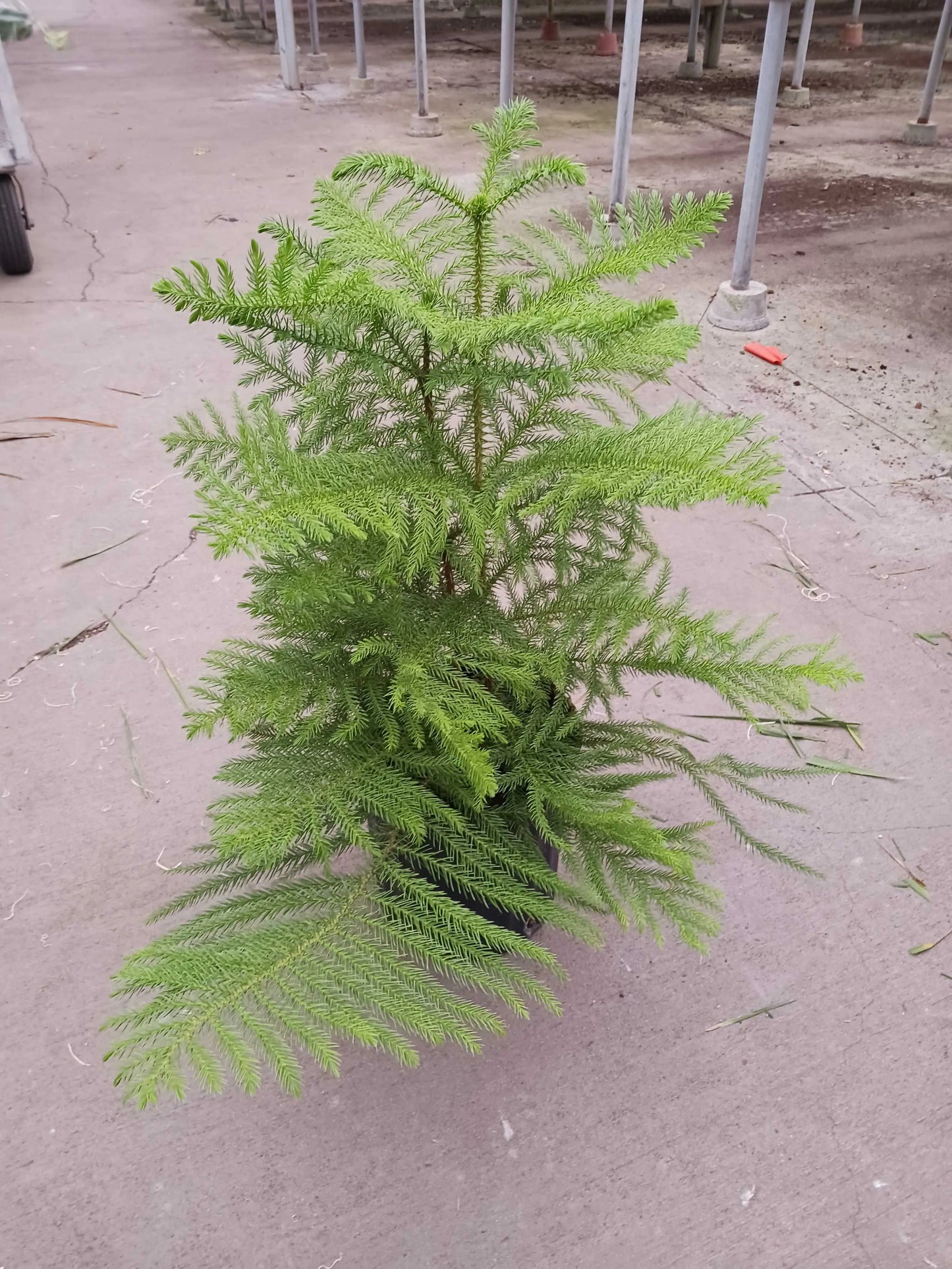 Norfolk 'Island Pine' Tree HouseplantExperience.com