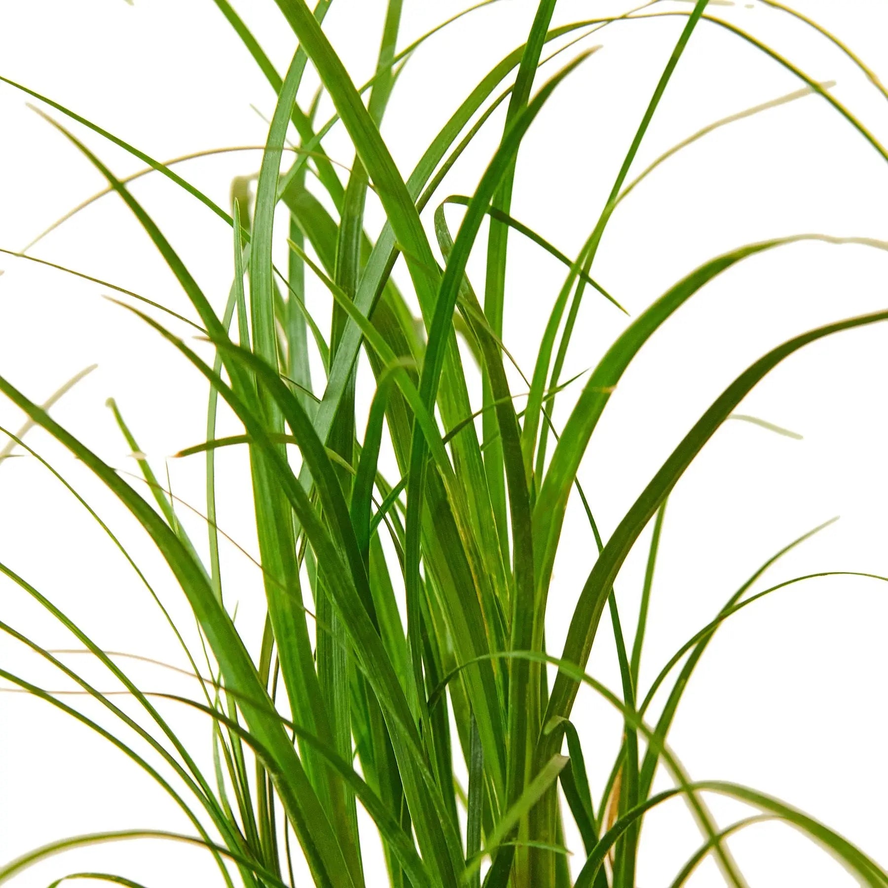 Palm Ponytail Palm Ponytail HouseplantExperience.com