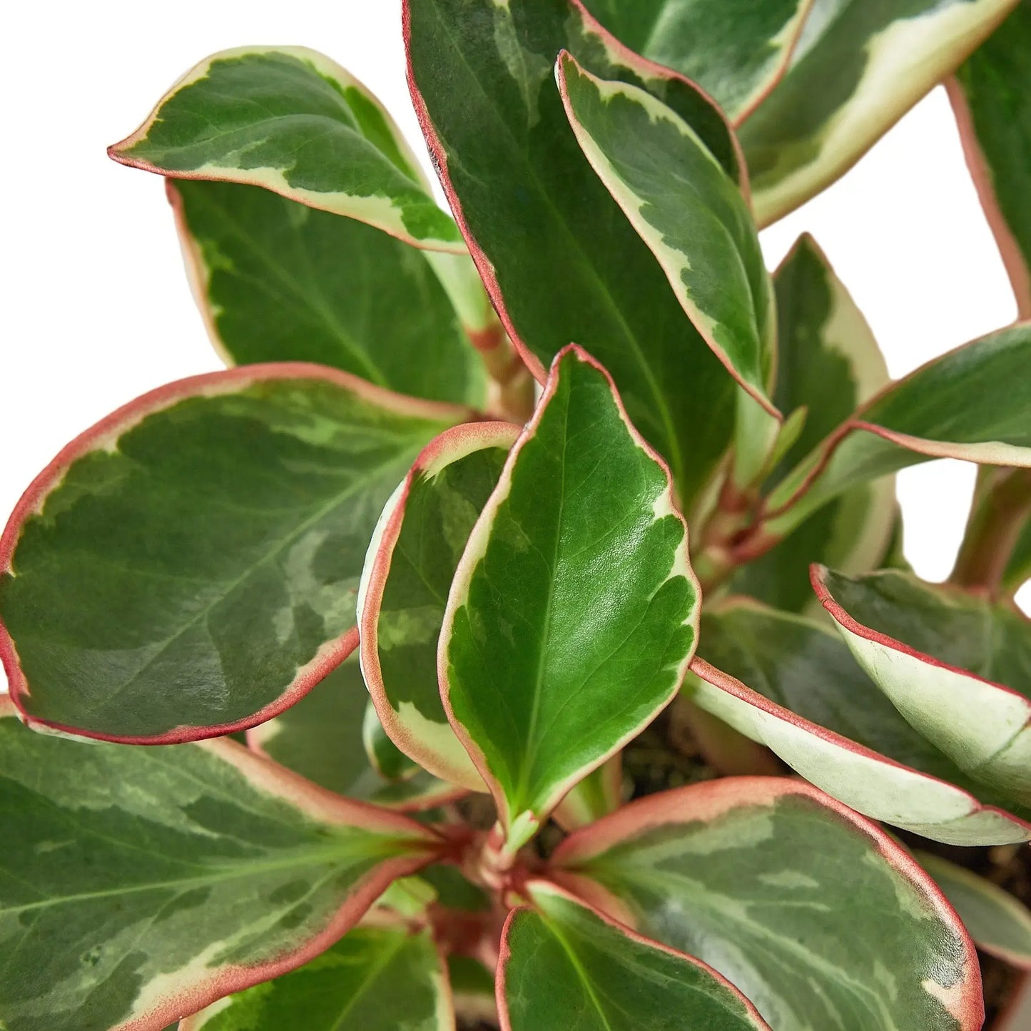 Peperomia 'Ginny' HouseplantExperience.com