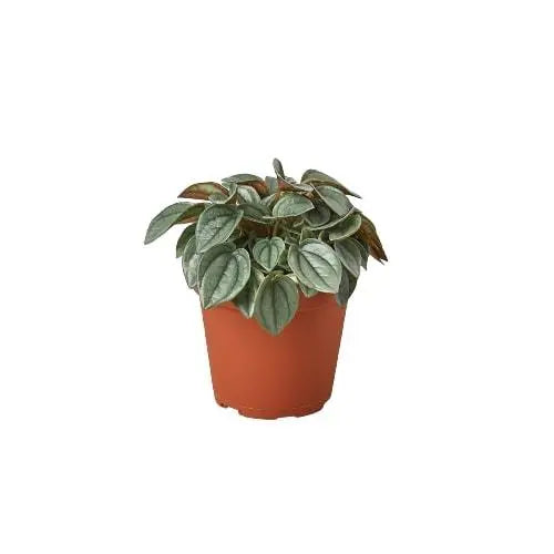 Peperomia 'Napoli Nights' HouseplantExperience.com