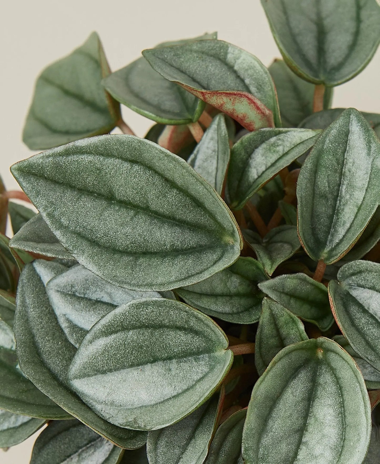 Peperomia 'Napoli Nights' HouseplantExperience.com
