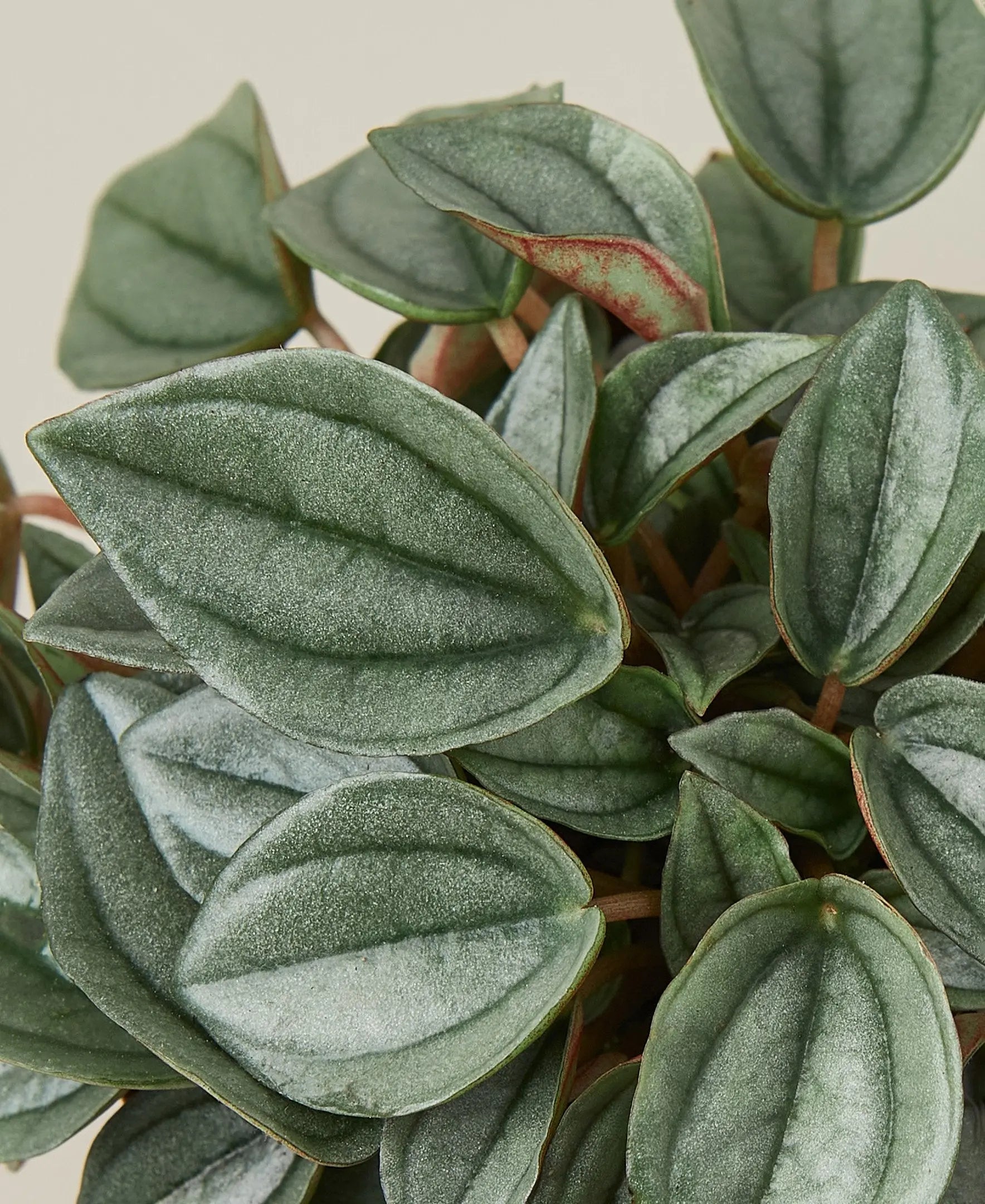 Peperomia 'Napoli Nights' HouseplantExperience.com