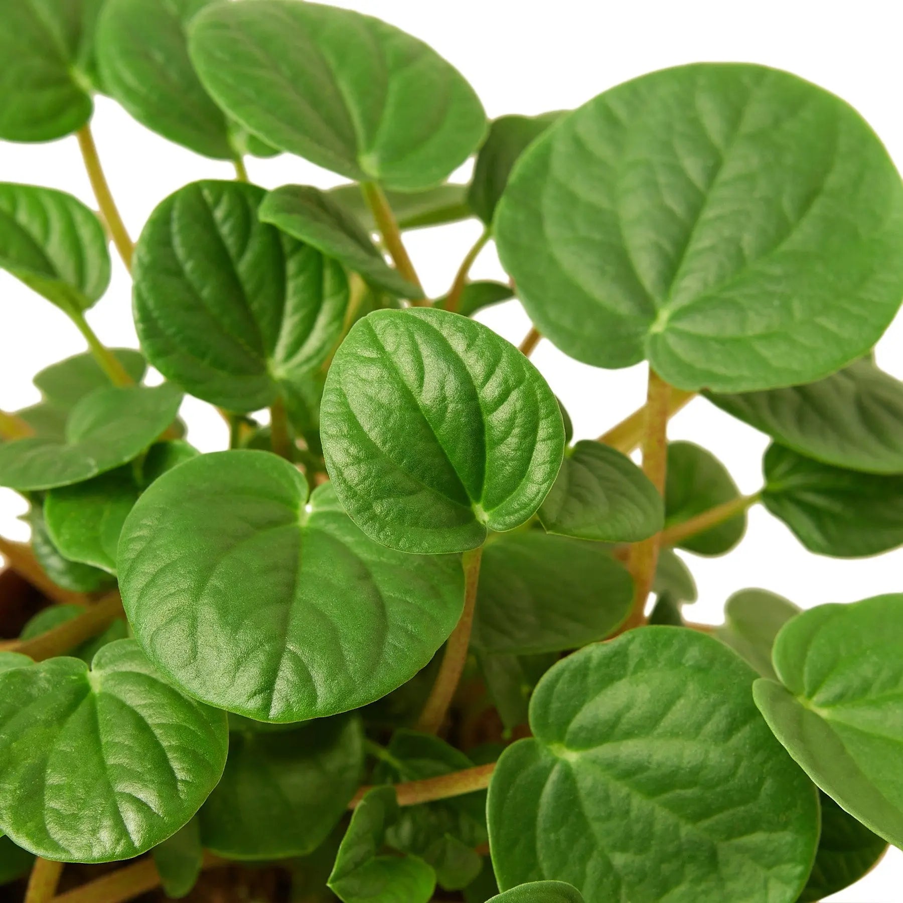 Peperomia Rana Verde Peperomia Rana Verde HouseplantExperience.com