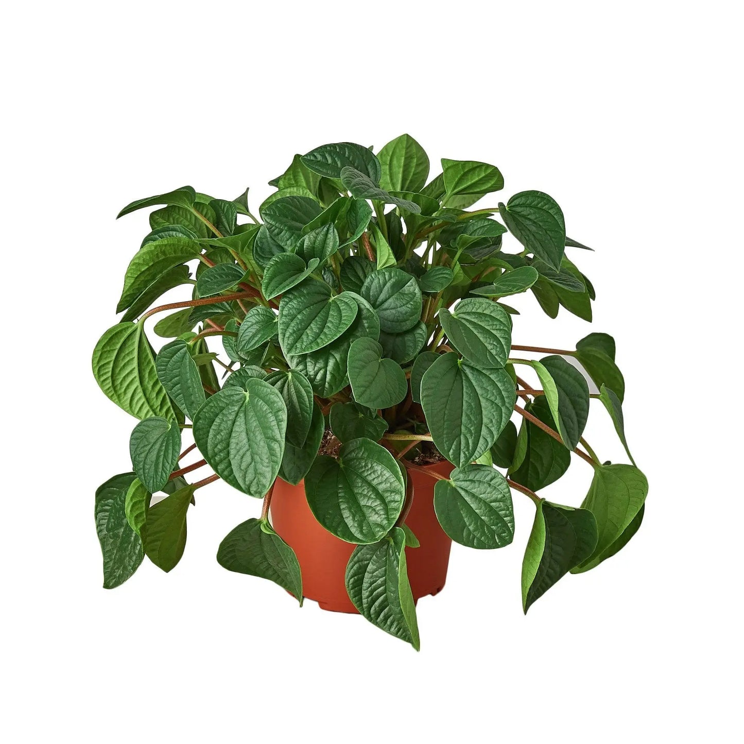 Peperomia Rana Verde Peperomia Rana Verde HouseplantExperience.com