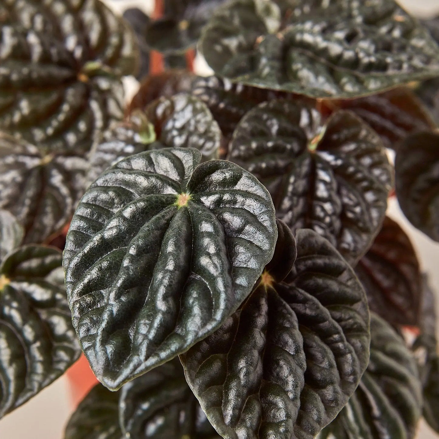 Peperomia Ripple Red Peperomia Ripple Red HouseplantExperience.com