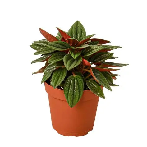 Peperomia Rosso HouseplantExperience.com