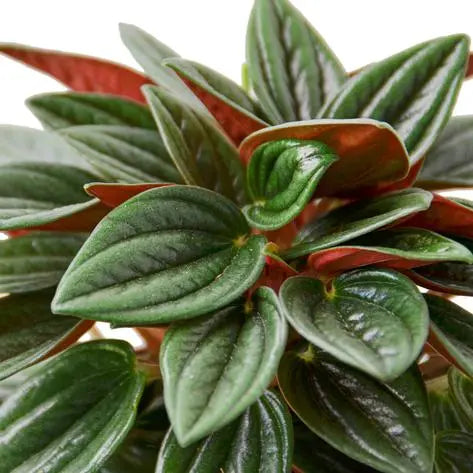 Peperomia Rosso HouseplantExperience.com