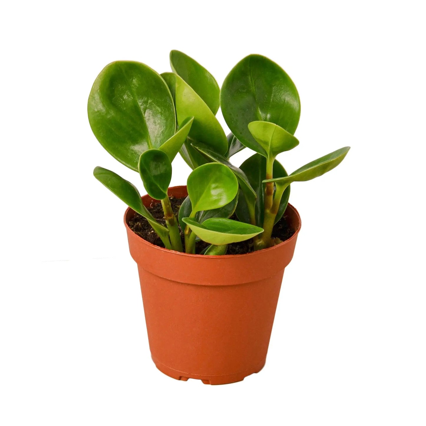 Peperomia Thailand HouseplantExperience.com