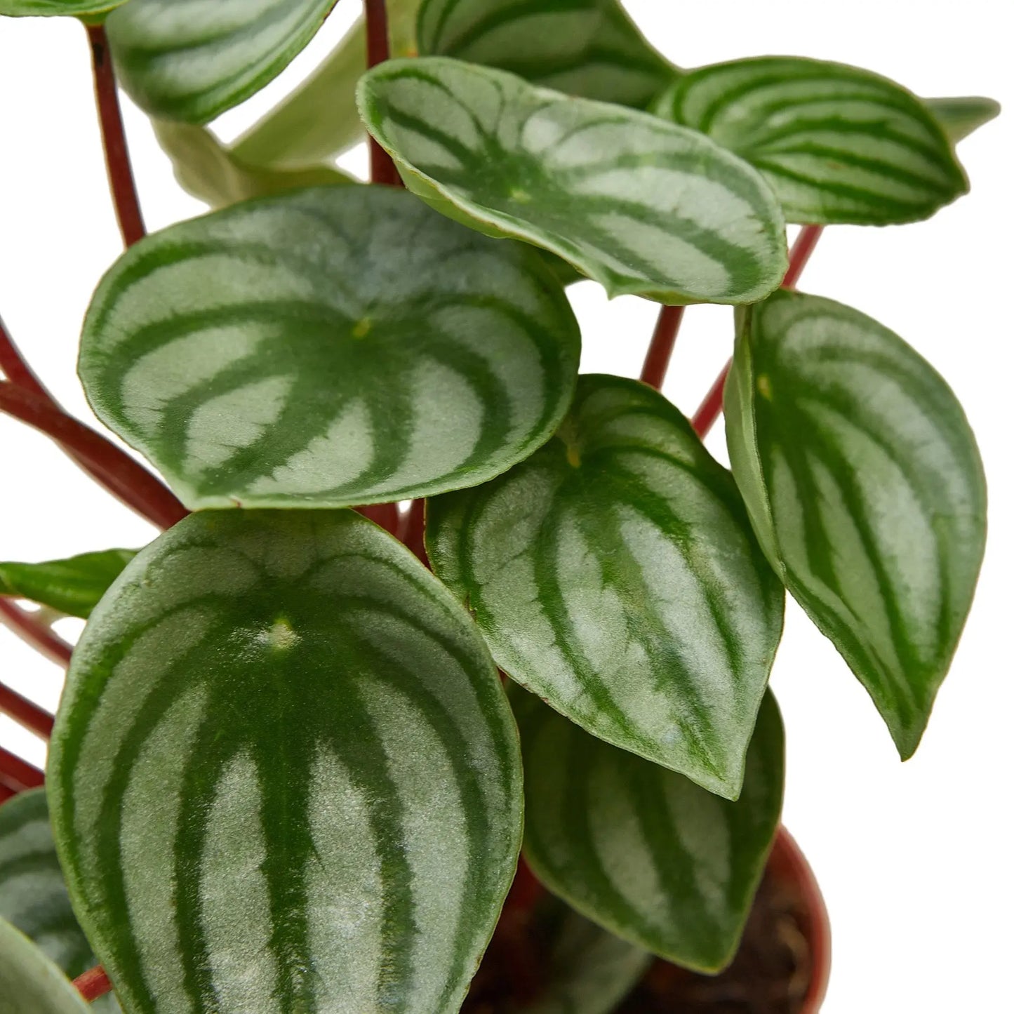 Peperomia Watermelon HouseplantExperience.com