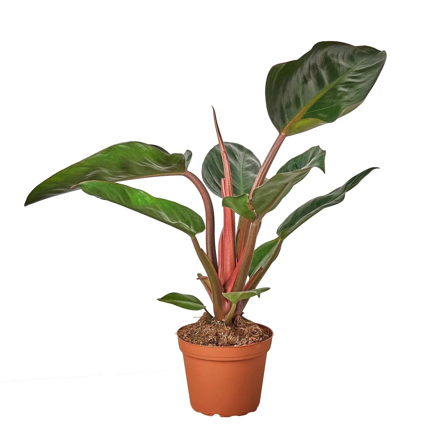Philodendron Congo Rojo Philodendron Congo Rojo HouseplantExperience.com