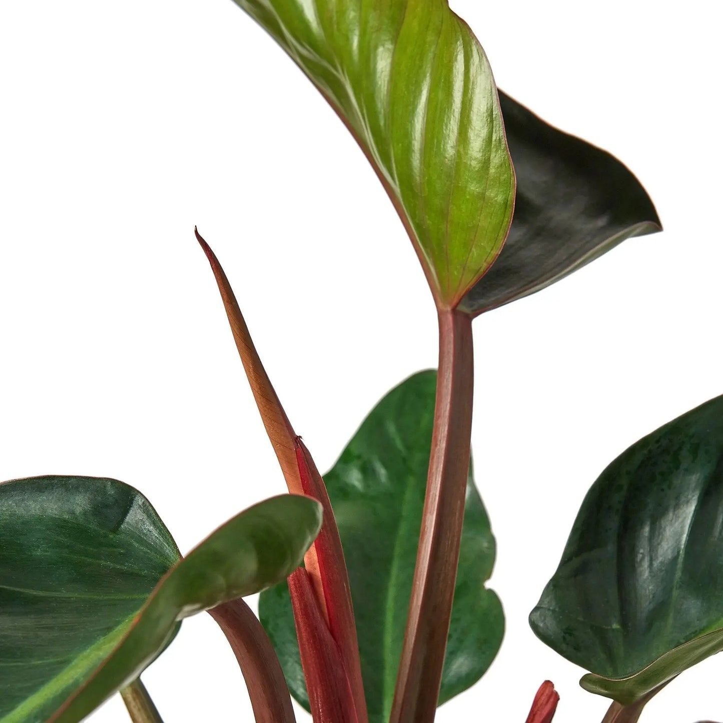Philodendron Congo Rojo Philodendron Congo Rojo HouseplantExperience.com