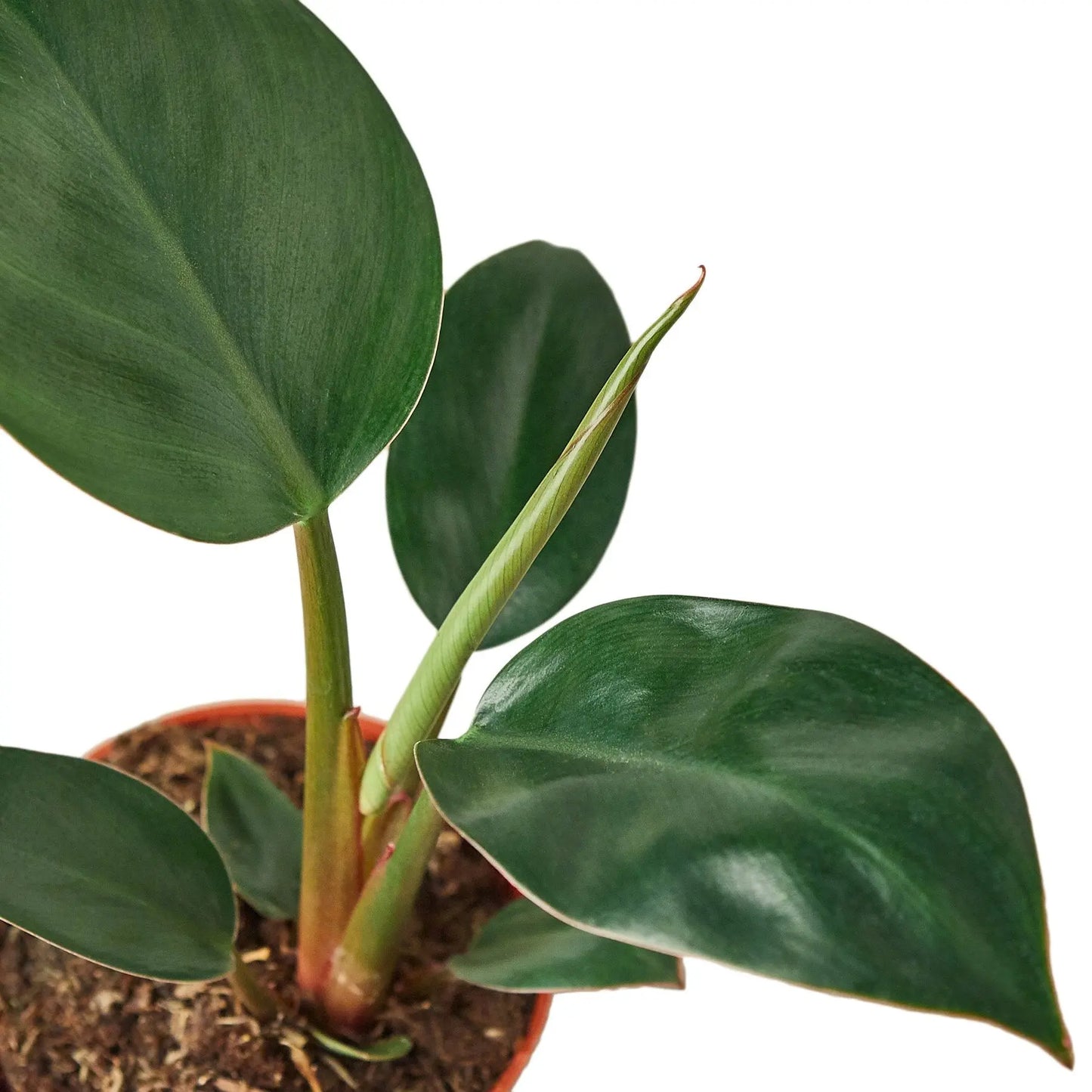 Philodendron Congo Rojo Philodendron Congo Rojo HouseplantExperience.com