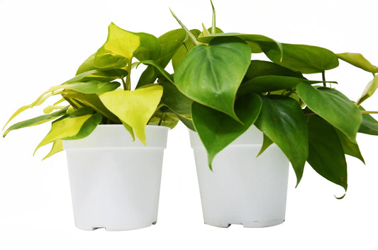 Philodendron 2-Variety Pack HouseplantExperience.com