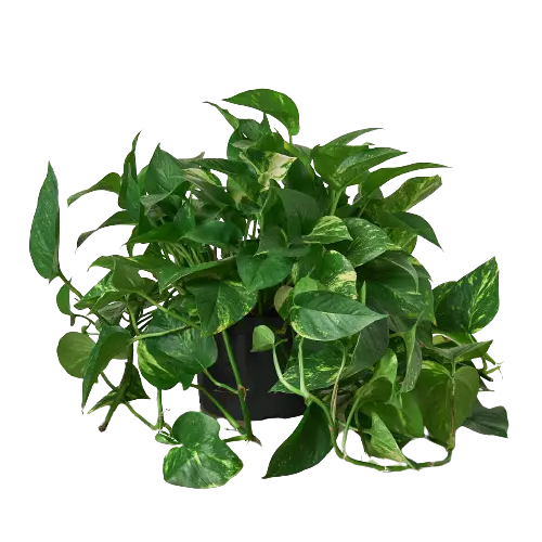 Pothos Golden Pothos Golden HouseplantExperience.com