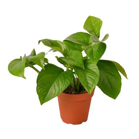Pothos 'Green Queen' HouseplantExperience.com