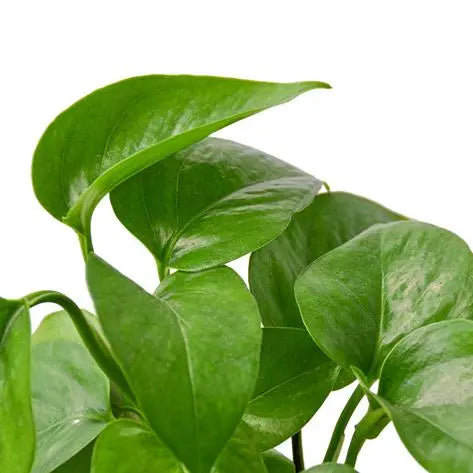 Pothos 'Green Queen' HouseplantExperience.com