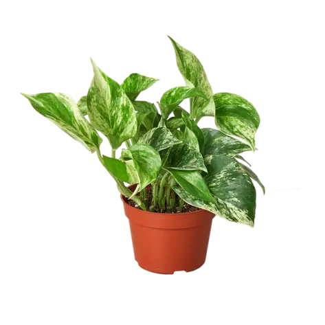 Pothos 'Marble Queen' HouseplantExperience.com