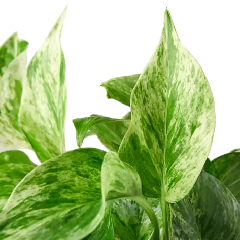 Pothos 'Marble Queen' HouseplantExperience.com